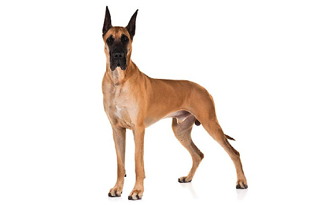 Great Dane from Chrome web store to be run with OffiDocs Chromium online Great Dane from Chrome web store to be run with OffiDocs Chromium online
