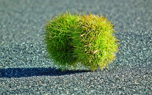 Green fruit with many thorns from Chrome web store to be run with OffiDocs Chromium online Green fruit with many thorns from Chrome web store to be run with OffiDocs Chromium online