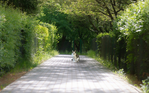 Green garden and cat from Chrome web store to be run with OffiDocs Chromium online Green garden and cat from Chrome web store to be run with OffiDocs Chromium online