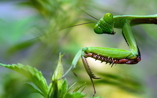 Green mantis and its hard claws from Chrome web store to be run with OffiDocs Chromium online Green mantis and its hard claws from Chrome web store to be run with OffiDocs Chromium online