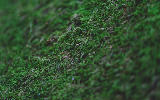 Green moss from Chrome web store to be run with OffiDocs Chromium online Green moss from Chrome web store to be run with OffiDocs Chromium online