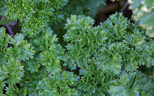 Green parsley from Chrome web store to be run with OffiDocs Chromium online Green parsley from Chrome web store to be run with OffiDocs Chromium online