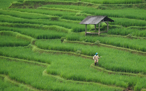 Green Rice Terraces from Chrome web store to be run with OffiDocs Chromium online Green Rice Terraces from Chrome web store to be run with OffiDocs Chromium online