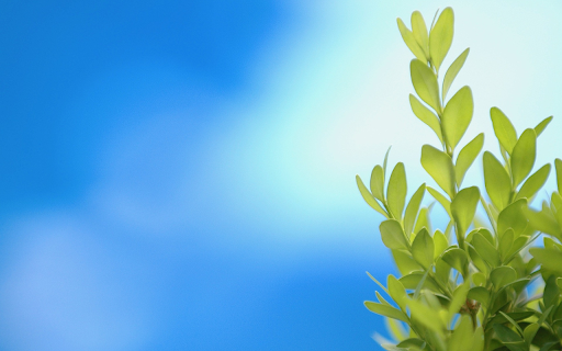 Green tree tops under blue sky from Chrome web store to be run with OffiDocs Chromium online Green tree tops under blue sky from Chrome web store to be run with OffiDocs Chromium online