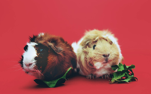 Guinea Pig Duo Theme from Chrome web store to be run with OffiDocs Chromium online Guinea Pig Duo Theme from Chrome web store to be run with OffiDocs Chromium online