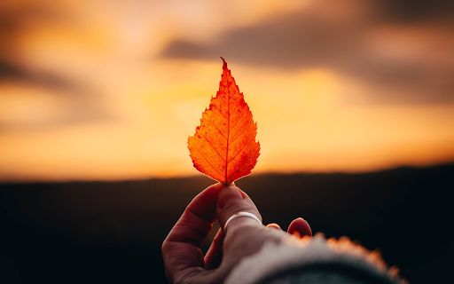 Hand and leaf from Chrome web store to be run with OffiDocs Chromium online Hand and leaf from Chrome web store to be run with OffiDocs Chromium online