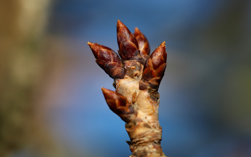 Hand shaped buds from Chrome web store to be run with OffiDocs Chromium online Hand shaped buds from Chrome web store to be run with OffiDocs Chromium online