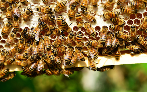 Hardworking worker bees from Chrome web store to be run with OffiDocs Chromium online Hardworking worker bees from Chrome web store to be run with OffiDocs Chromium online