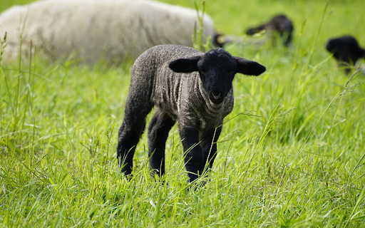 Herd of dark gray sheep in the field from Chrome web store to be run with OffiDocs Chromium online Herd of dark gray sheep in the field from Chrome web store to be run with OffiDocs Chromium online