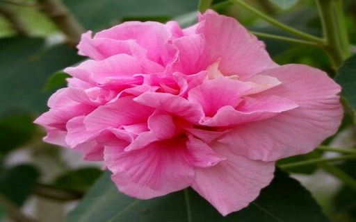 Hibiscus mutabilis wallpapers from Chrome web store to be run with OffiDocs Chromium online Hibiscus mutabilis wallpapers from Chrome web store to be run with OffiDocs Chromium online