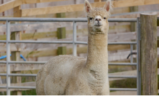 High necked camel from Chrome web store to be run with OffiDocs Chromium online High necked camel from Chrome web store to be run with OffiDocs Chromium online