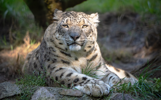 Huge white tiger from Chrome web store to be run with OffiDocs Chromium online Huge white tiger from Chrome web store to be run with OffiDocs Chromium online
