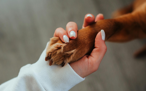 Human and Dog Connection from Chrome web store to be run with OffiDocs Chromium online Human and Dog Connection from Chrome web store to be run with OffiDocs Chromium online