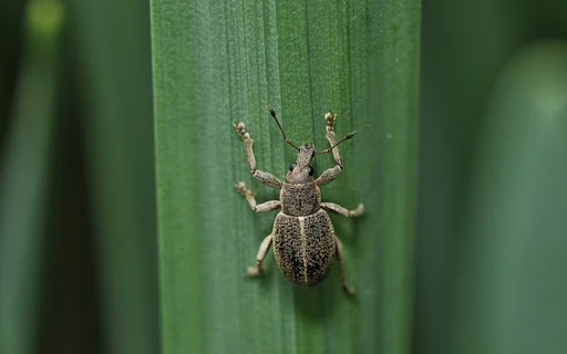 HUNGER BUG THEME from Chrome web store to be run with OffiDocs Chromium online HUNGER BUG THEME from Chrome web store to be run with OffiDocs Chromium online