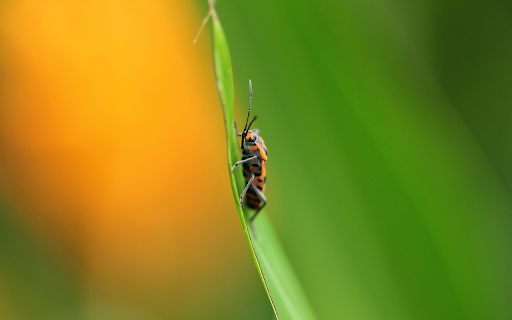 Insects crawling on green leaves from Chrome web store to be run with OffiDocs Chromium online Insects crawling on green leaves from Chrome web store to be run with OffiDocs Chromium online