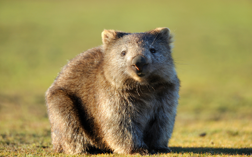 Introduction to the Theme: Vombatus Ursinus from Chrome web store to be run with OffiDocs Chromium online Introduction to the Theme: Vombatus Ursinus from Chrome web store to be run with OffiDocs Chromium online