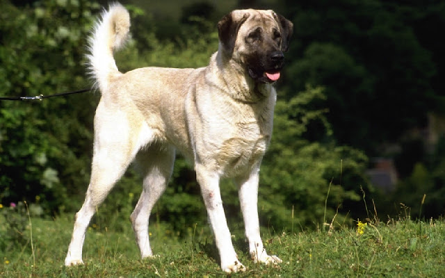 Kangal Dog from Chrome web store to be run with OffiDocs Chromium online Kangal Dog from Chrome web store to be run with OffiDocs Chromium online