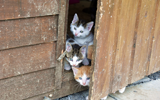 Kitten angels from Chrome web store to be run with OffiDocs Chromium online Kitten angels from Chrome web store to be run with OffiDocs Chromium online