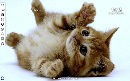 Kittens Cats Wallpapers from Chrome web store to be run with OffiDocs Chromium online Kittens Cats Wallpapers from Chrome web store to be run with OffiDocs Chromium online