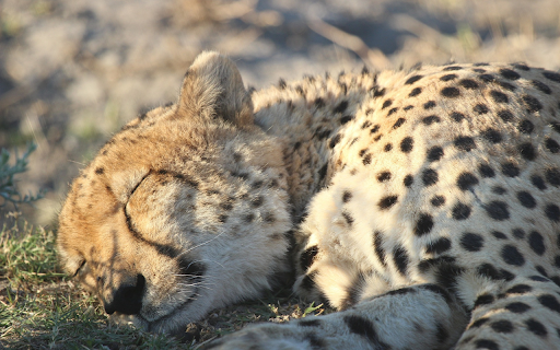 Leopard sleeping from Chrome web store to be run with OffiDocs Chromium online Leopard sleeping from Chrome web store to be run with OffiDocs Chromium online