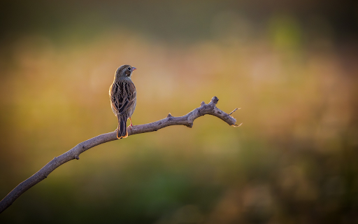 Little bird on a branch from Chrome web store to be run with OffiDocs Chromium online Little bird on a branch from Chrome web store to be run with OffiDocs Chromium online
