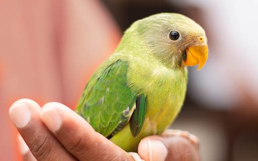 Little green parrot from Chrome web store to be run with OffiDocs Chromium online Little green parrot from Chrome web store to be run with OffiDocs Chromium online