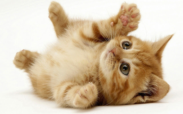 Little Kitten from Chrome web store to be run with OffiDocs Chromium online Little Kitten from Chrome web store to be run with OffiDocs Chromium online