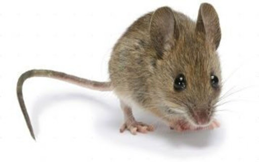 little mouse wallpaper from Chrome web store to be run with OffiDocs Chromium online little mouse wallpaper from Chrome web store to be run with OffiDocs Chromium online