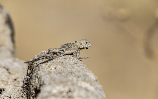 Lizard hidden in the rock from Chrome web store to be run with OffiDocs Chromium online Lizard hidden in the rock from Chrome web store to be run with OffiDocs Chromium online