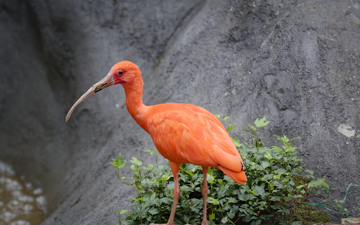 Long beaked yellow bird from Chrome web store to be run with OffiDocs Chromium online Long beaked yellow bird from Chrome web store to be run with OffiDocs Chromium online