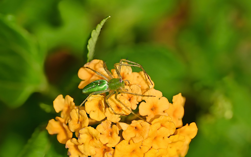 Long green spider from Chrome web store to be run with OffiDocs Chromium online Long green spider from Chrome web store to be run with OffiDocs Chromium online