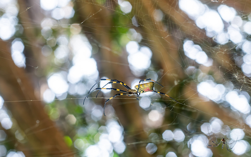 Long legged yellow spider from Chrome web store to be run with OffiDocs Chromium online Long legged yellow spider from Chrome web store to be run with OffiDocs Chromium online