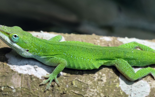 Long Mouth Lizard from Chrome web store to be run with OffiDocs Chromium online Long Mouth Lizard from Chrome web store to be run with OffiDocs Chromium online