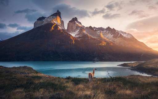 Majestic Mountains and Grazing Guanaco at Sunset from Chrome web store to be run with OffiDocs Chromium online Majestic Mountains and Grazing Guanaco at Sunset from Chrome web store to be run with OffiDocs Chromium online