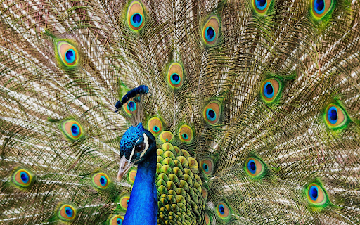 Majestic Peacock Display from Chrome web store to be run with OffiDocs Chromium online Majestic Peacock Display from Chrome web store to be run with OffiDocs Chromium online