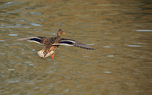 Mallard flying from Chrome web store to be run with OffiDocs Chromium online Mallard flying from Chrome web store to be run with OffiDocs Chromium online