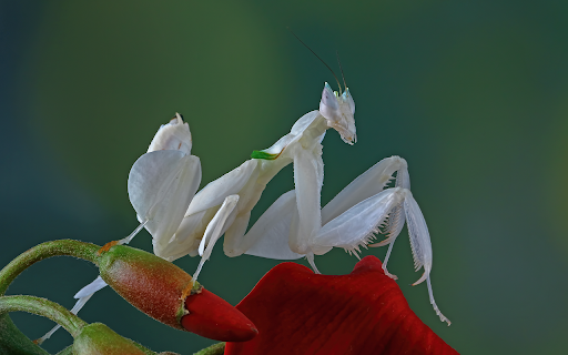 mantis orchid flower beautiful mantis flower from Chrome web store to be run with OffiDocs Chromium online mantis orchid flower beautiful mantis flower from Chrome web store to be run with OffiDocs Chromium online