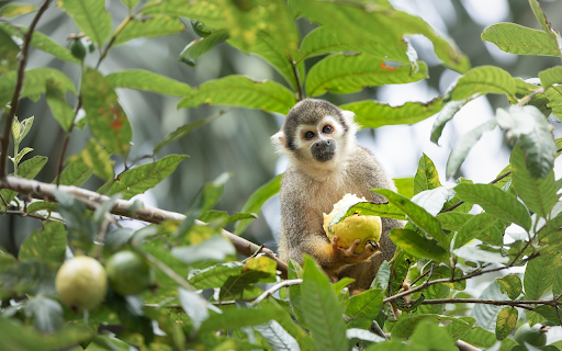 Monkey and ripe fruit from Chrome web store to be run with OffiDocs Chromium online Monkey and ripe fruit from Chrome web store to be run with OffiDocs Chromium online