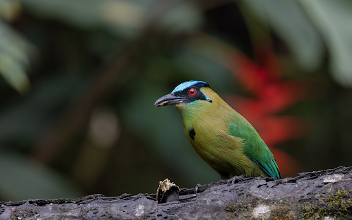 Moss colored bird with red eyes from Chrome web store to be run with OffiDocs Chromium online Moss colored bird with red eyes from Chrome web store to be run with OffiDocs Chromium online