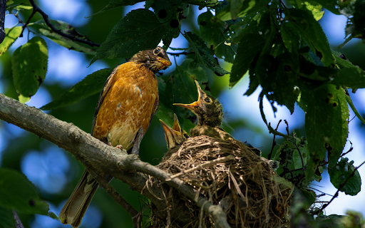 Mother bird and baby bird from Chrome web store to be run with OffiDocs Chromium online Mother bird and baby bird from Chrome web store to be run with OffiDocs Chromium online