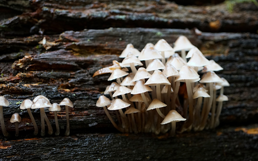 Mushrooms grow from Chrome web store to be run with OffiDocs Chromium online Mushrooms grow from Chrome web store to be run with OffiDocs Chromium online