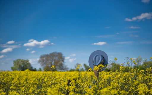 mustard flower field from Chrome web store to be run with OffiDocs Chromium online mustard flower field from Chrome web store to be run with OffiDocs Chromium online