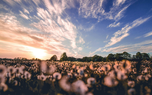 Nature Photography of Flower Field from Chrome web store to be run with OffiDocs Chromium online Nature Photography of Flower Field from Chrome web store to be run with OffiDocs Chromium online