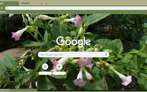 Nicotiana from Chrome web store to be run with OffiDocs Chromium online Nicotiana from Chrome web store to be run with OffiDocs Chromium online