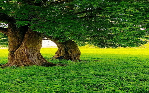 Old trees and green grass wallpaper from Chrome web store to be run with OffiDocs Chromium online Old trees and green grass wallpaper from Chrome web store to be run with OffiDocs Chromium online