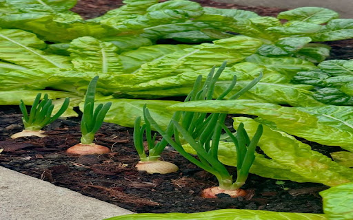 onion and lettuce wallpaper from Chrome web store to be run with OffiDocs Chromium online onion and lettuce wallpaper from Chrome web store to be run with OffiDocs Chromium online