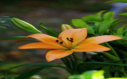 Orange Lily Flower Wallpaper from Chrome web store to be run with OffiDocs Chromium online Orange Lily Flower Wallpaper from Chrome web store to be run with OffiDocs Chromium online