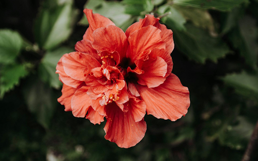 Orange Red Hibiscus from Chrome web store to be run with OffiDocs Chromium online Orange Red Hibiscus from Chrome web store to be run with OffiDocs Chromium online