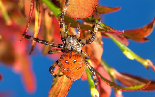 Orange spider from Chrome web store to be run with OffiDocs Chromium online Orange spider from Chrome web store to be run with OffiDocs Chromium online