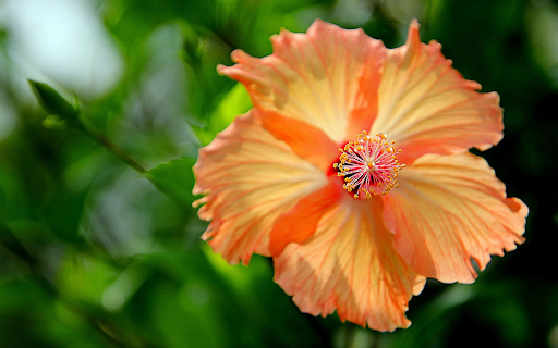 Orange yellow flowers from Chrome web store to be run with OffiDocs Chromium online Orange yellow flowers from Chrome web store to be run with OffiDocs Chromium online